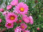 aster-novae-angliae-rudelsburg