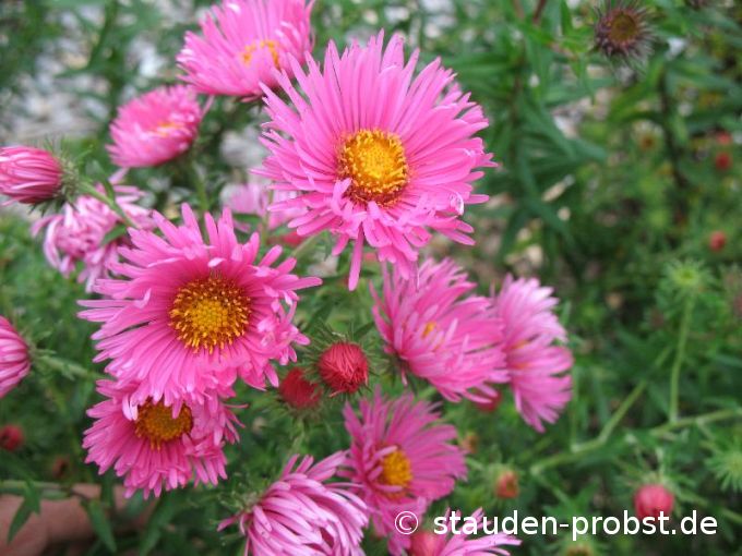 Aster novae-angliae 'Rudelsburg' - Raublattaster
