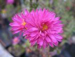 aster-novi-belgii-crimson-brocade