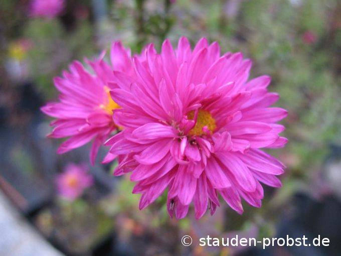 Aster novi-belgii 'Crimson Brocade' - Glattblattaster