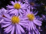 aster-novi-belgii-dauerblau-2