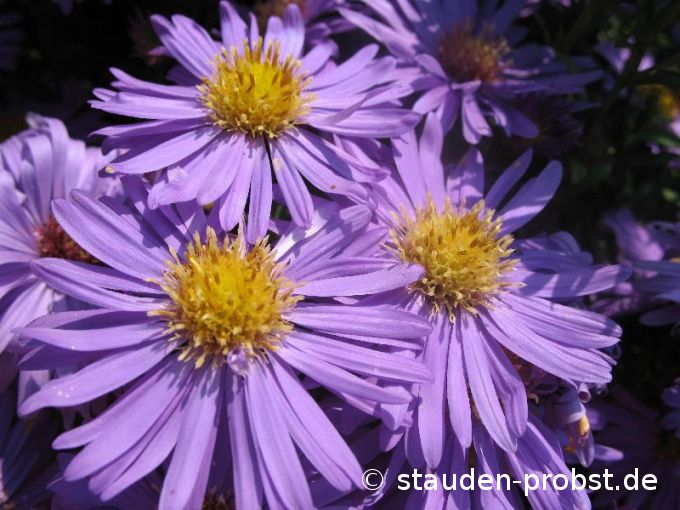 Aster novi-belgii 'Dauerblau' - Glattblattaster