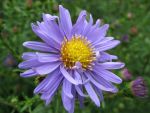 aster-novi-belgii-dauerblau-3