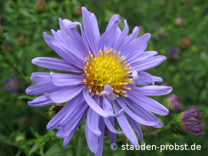 Aster novi-belgii 'Dauerblau' - Glattblattaster