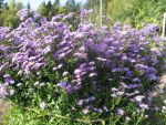 aster-novi-belgii-dauerblau