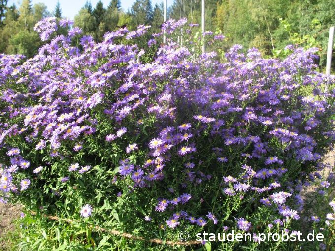 Aster novi-belgii 'Dauerblau' - Glattblattaster