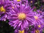 aster-novi-belgii-fuldatal-2