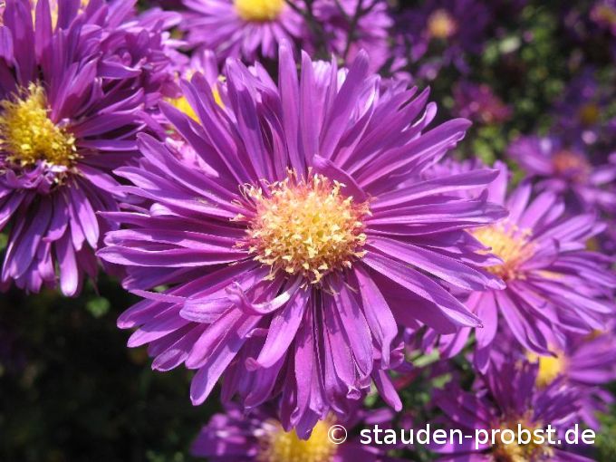 Aster novi-belgii 'Fuldatal' - Glattblattaster