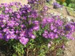 aster-novi-belgii-fuldatal