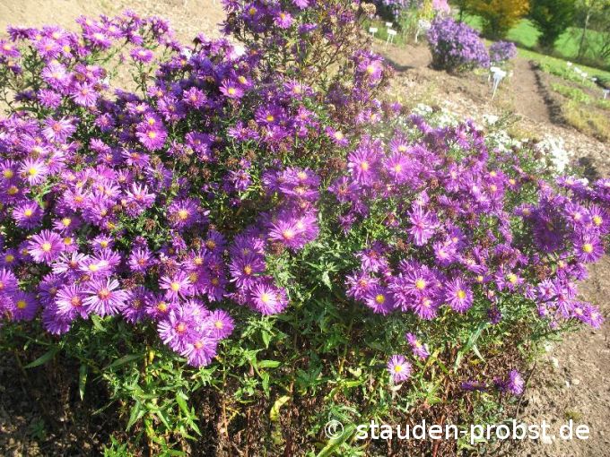 Aster novi-belgii 'Fuldatal' - Glattblattaster