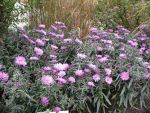 aster-novi-belgii-gnom-2