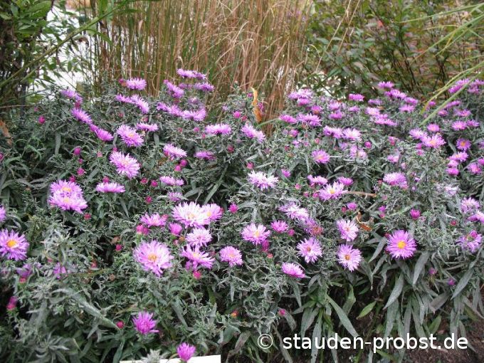 Aster novi-belgii 'Gnom' - Glattblattaster