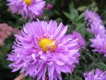 aster-novi-belgii-gnom