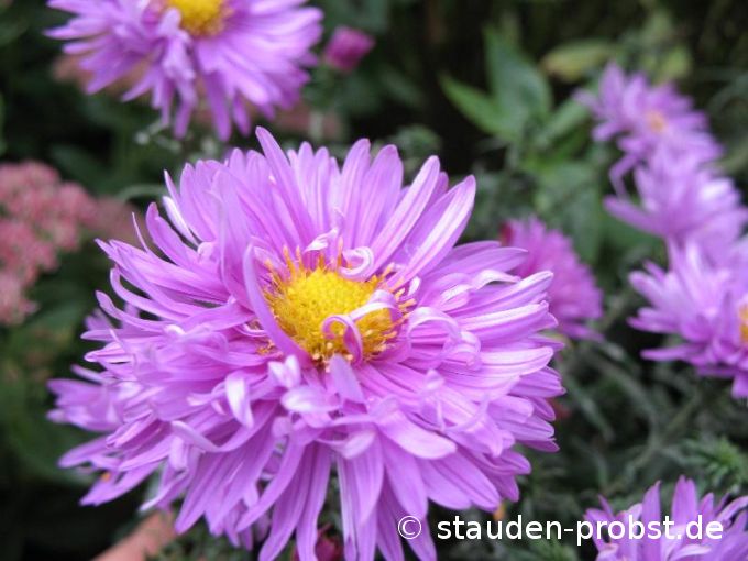 Aster novi-belgii 'Gnom' - Glattblattaster