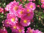 aster-novi-belgii-lisette-2