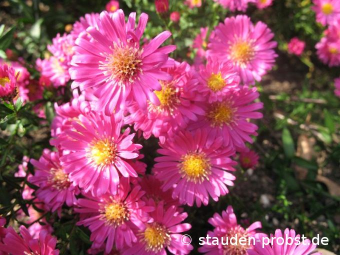 Aster novi-belgii 'Lisette' - Glattblattaster