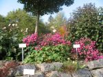 aster-novi-belgii-lisette