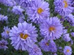 aster-novi-belgii-marie-ballard