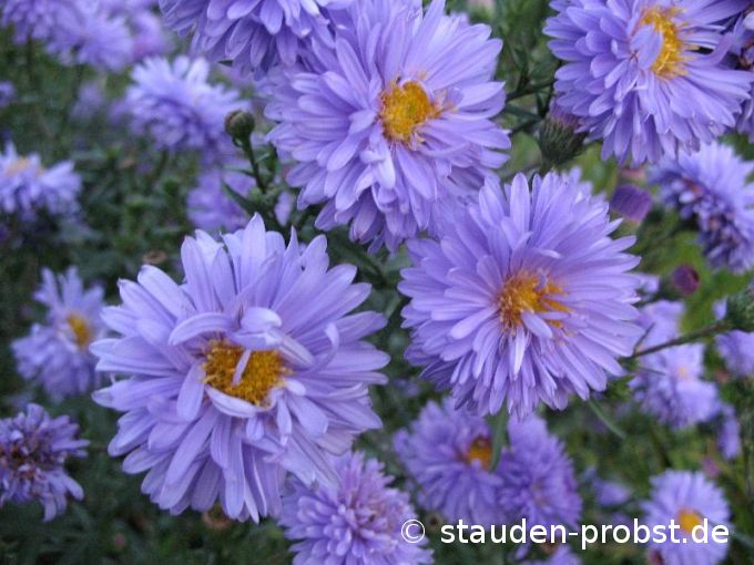 Aster novi-belgii 'Marie Ballard' - Glattblattaster