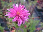 aster-novi-belgii-melbourne-belle