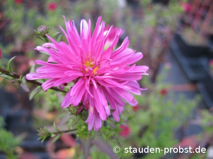 Aster novi-belgii 'Melbourne Belle' - Glattblattaster