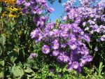 aster-novi-belgii-miki-2