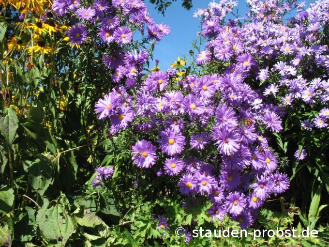 Aster novi-belgii 'Miki' - Glattblattaster