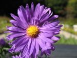 aster-novi-belgii-miki