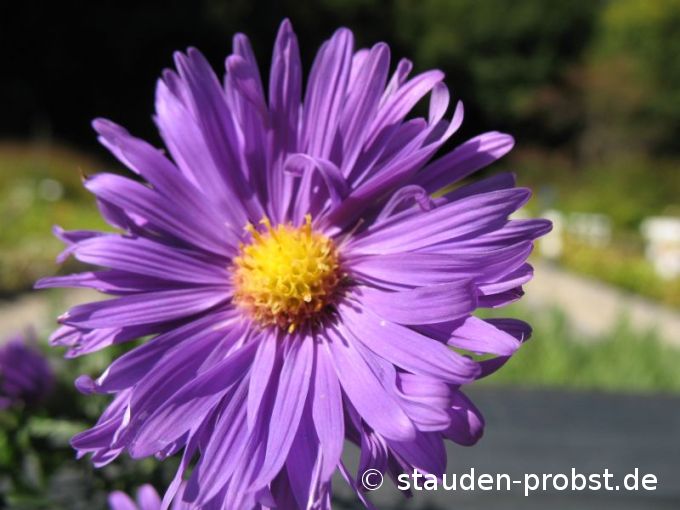 Aster novi-belgii 'Miki' - Glattblattaster