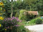 aster-novi-belgii-patricia-ballard-3