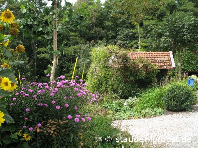 Aster novi-belgii 'Patricia Ballard' - Glattblattaster