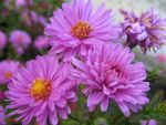aster-novi-belgii-patricia-ballard-4