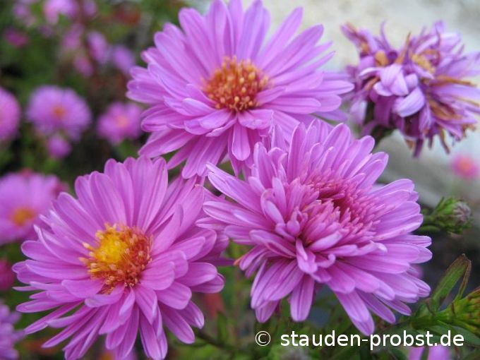 Aster novi-belgii 'Patricia Ballard' - Glattblattaster