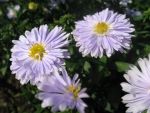aster-novi-belgii-porzellan-2
