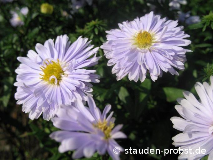 Aster novi-belgii 'Porzellan' - Glattblattaster