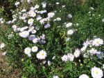 aster-novi-belgii-porzellan