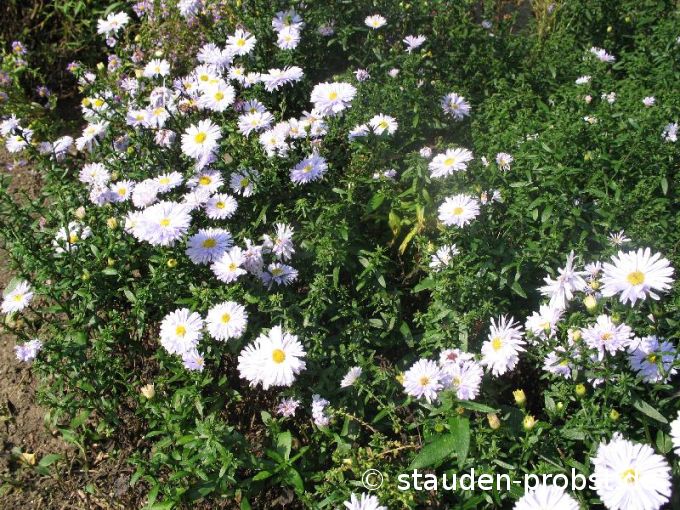 Aster novi-belgii 'Porzellan' - Glattblattaster