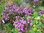 aster-novi-belgii-rosenponpon-2