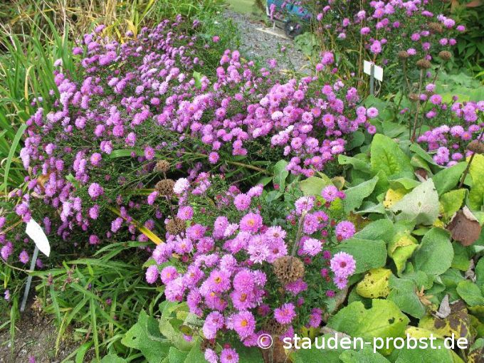 Aster novi-belgii 'Rosenponpon' - Glattblattaster