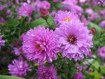 aster-novi-belgii-rosenponpon