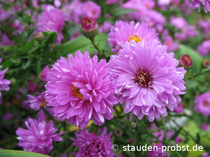 Aster novi-belgii 'Rosenponpon' - Glattblattaster