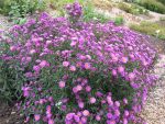 aster-novi-belgii-rubinkuppel-2