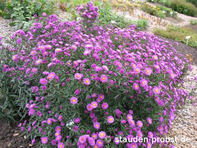 Aster novi-belgii 'Rubinkuppel' - Glattblattaster