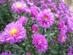 aster-novi-belgii-rubinkuppel