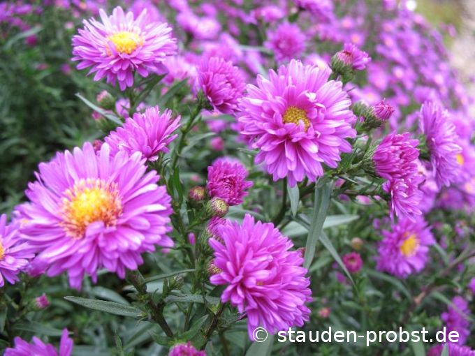 Aster novi-belgii 'Rubinkuppel' - Glattblattaster