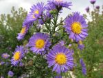 aster-novi-belgii-schoene-von-dietlikon-2