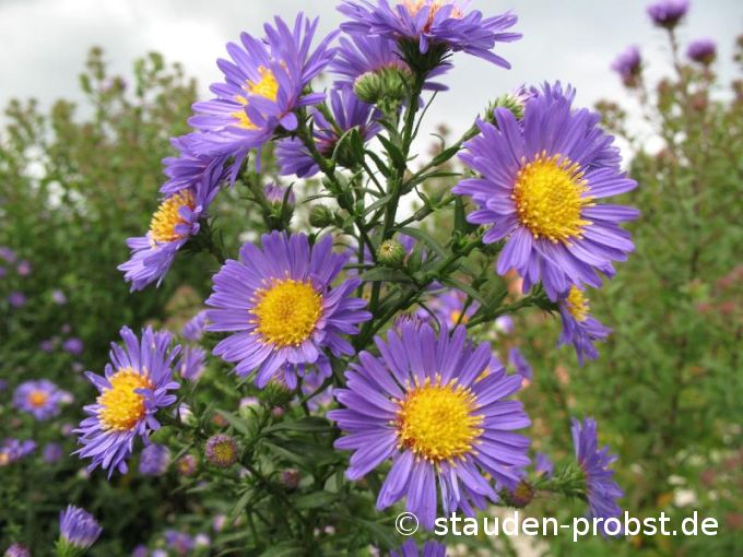 Aster novi-belgii 'Schöne von Dietlikon' - Glattblattaster