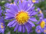 aster-novi-belgii-schoene-von-dietlikon