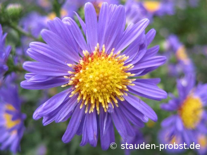 Aster novi-belgii 'Schöne von Dietlikon' - Glattblattaster