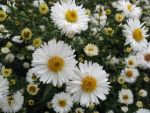 aster-novi-belgii-white-lady-3